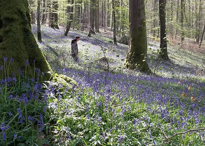 Les Hirondelles